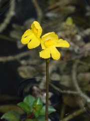 Utricularia inflata