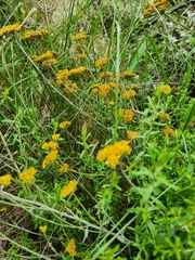Helichrysum odoratissimum