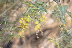 Acacia baileyana