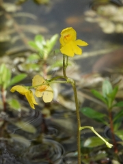 Utricularia inflata