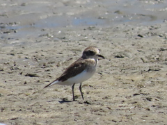 Charadrius bicinctus