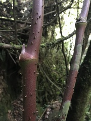 Smilax domingensis