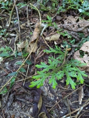 Lycopodiales