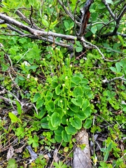 Parnassia fimbriata
