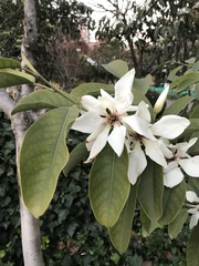 Magnolia denudata
