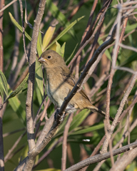 Sporophila caerulescens