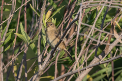 Sporophila caerulescens