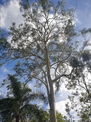 Eucalyptus seeana