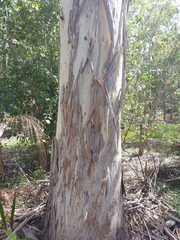 Eucalyptus seeana