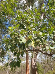 Lophostemon suaveolens