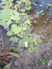 Nymphoides indica
