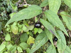 Cyclocodon lancifolius