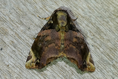 Drobeta