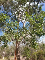 Lophostemon suaveolens