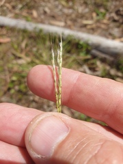 Bothriochloa decipiens