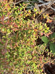 Vaccinium myrsinites