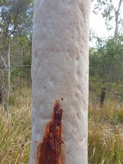 Angophora leiocarpa