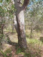 Lophostemon suaveolens