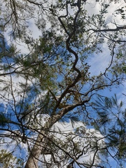 Lophostemon suaveolens