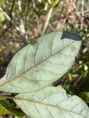 Phyllocnistis subpersea