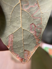 Phyllocnistis subpersea