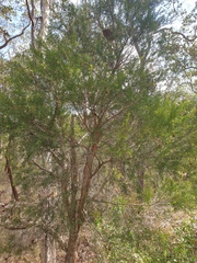 Melaleuca sieberi