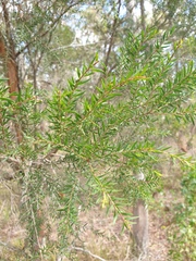 Melaleuca sieberi