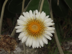 Pachystegia insignis