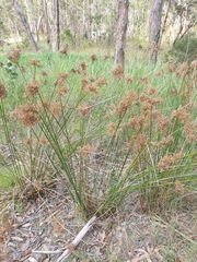 Juncus continuus