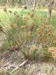 Juncus continuus