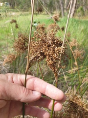 Juncus continuus