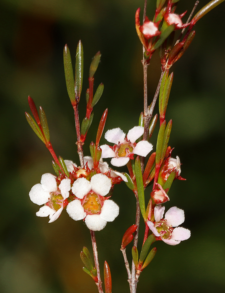 Astartea onycis