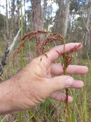 Machaerina articulata