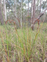 Machaerina articulata