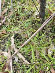 Ottochloa gracillima