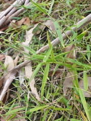 Ottochloa gracillima