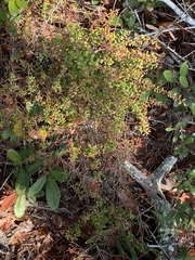 Vaccinium myrsinites