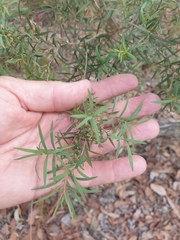 Melaleuca linariifolia