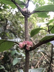 Glossoloma ichthyoderma