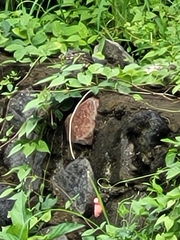 Varanus salvator bivittatus