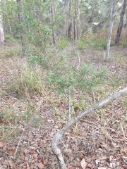 Melaleuca linariifolia
