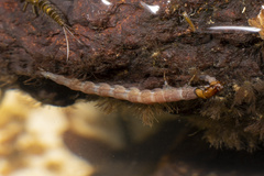 Rhyacophiloidea