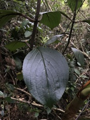 Glossoloma ichthyoderma