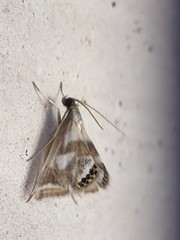 Chrysendeton imitabilis