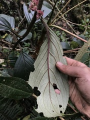 Glossoloma ichthyoderma