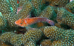 Cirrhitichthys oxycephalus