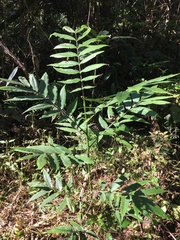 Dysoxylum rufum