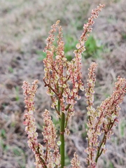 Rumex hastatulus