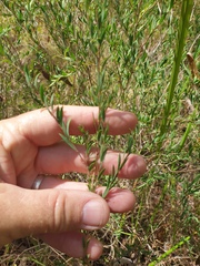 Melaleuca thymifolia