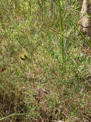 Melaleuca thymifolia